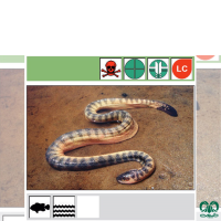 گونه مار دریایی کوتاه Short Sea Snake